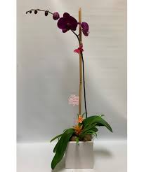 imperial purple orchid orchids