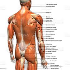 Within this group of back muscles you will find the latissimus dorsi, the trapezius, levator scapulae and the rhomboids. Male Body Muscle Names Shirtless Male Muscular Body Builder Hunks Duo Muscle Body