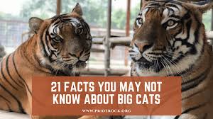 Put the names of the months in the correct order. 21 Facts You May Not Know About Big Cats Pride Rock