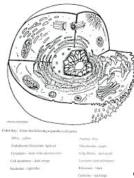 Color a typical animal cell according to the directions to learn the main structures and organelles found in the cell. Ideas For Animal Cell Coloring Key Biology Corner Sugar And Spice