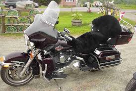 Motorcycle Seat Cover Customers Donna