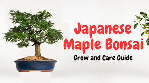 anese maple bonsai trees a beginner