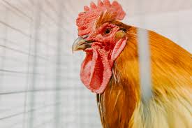 Experts express concern over the potential pandemic of bird flu in Canada