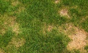 A Visual Guide To Lawn Problems Lawn Solutions Australia