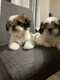 Shih tzu puppies for adoption in va. Shih Tzu Puppies For Adoption In Virginia Home Facebook