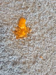 remove paint from carpet a tale of