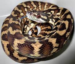 molecular reptile snakes and