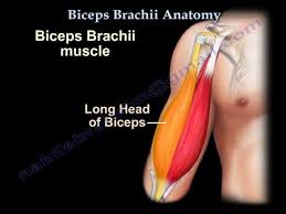 biceps brachii anatomy everything you