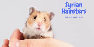 Syrian Hamster The Ultimate Guide Little Furry Pets