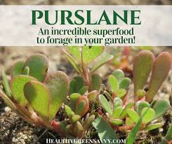 verdolaga purslane recipes pin with photos of purslane growing with le text overlay