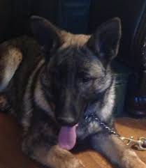 Search listings for german shepherds and other items on ksl classifieds. Super Silver Sable Litter Fernbrook German Shepherds Llc