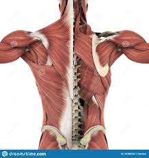 Your clients will thank you for it! Muscle Anatomy Of The Back Anatomy Drawing Diagram