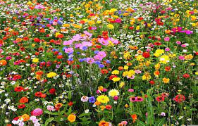 Maybe you would like to learn more about one of these? Wildflowers For Your Garden Canada S Local Gardener Magazine