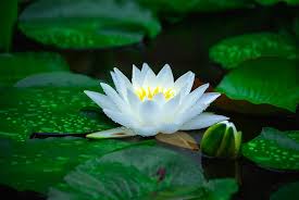 water lilies nature plants flowers