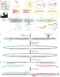 Mapping Rna Chromatin Interactions By Sequencing With Imargi