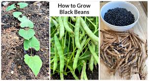 growing black beans a seed to harvest
