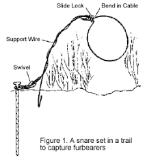 Ensure the wire is securely fastened to s sturdy branch by wrapping the wire on the branch. Nasd Proper Use Of Snares For Capturing Furbearers