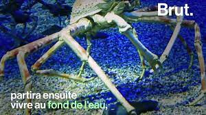 VIDEO. 100 ans d'âge, une taille gigantesque … Qu'est-ce que le crabe-araignée  géant du Japon ?