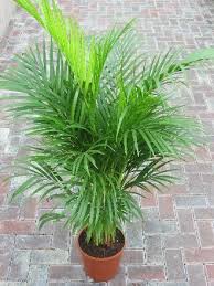 how to grow palms palmers garden centre