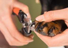 how to cut dachshund nails what