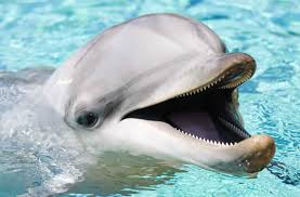 Rsultat de recherche dimages pour dauphins qui samusent