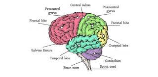 the brain quiz questions and answers
