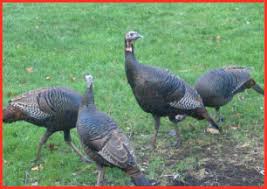 As one of the largest native birds in north america, the turkey requires more room than the normal back yard fowl. The Turkeys Are Coming Should We Welcome Wild Turkeys To Our Gardens Dave S Garden