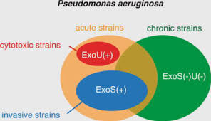 pseudomonas aeruginosa acute and