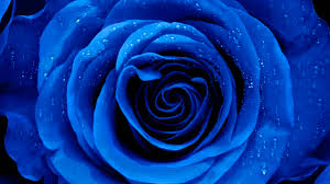 blue roses meaning symbolism and