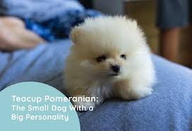 teacup pomeranian the small dog with a