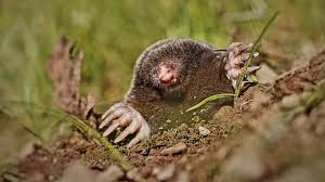 how to get rid of moles smells to get
