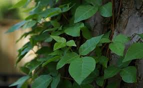 how to get rid of poison ivy on a tree