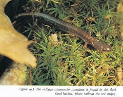 The Salamanders