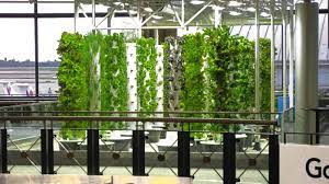 O Hare Airport Urban Garden Indoor