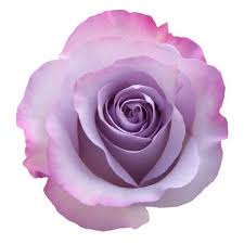 Purple Haze Rose Wholesale Roses And More Magnaflor