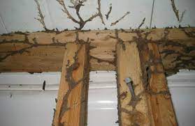 diy termite treatment for termites in