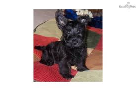 Our pups are registered aca (american c. Scottish Terrier For Sale Scottie Puppies Scottish Terrier Puppy Scottish Terrier
