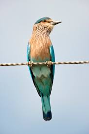 premium photo indian roller on a wire