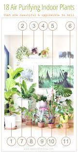 18 most beautiful indoor plants 5