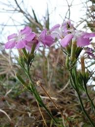 Dianthus rupicola - Wikipedia