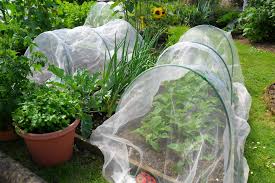 what are garden cloches find out more