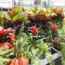 Tropical Plants Suburban Lawn Garden