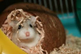 11 best hamster cages checklist 2022