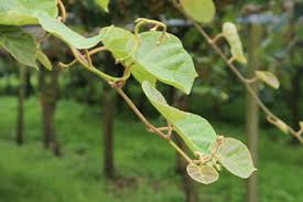 Die actindia kolomikta ist die zierlichste der drei auch bei uns als kletterpflanzen infrage kommenden. Kiwi Pflanzen Pflege Anbau Im Garten Gartendialog De