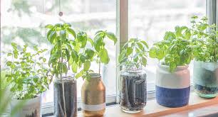 Sunroom Gardening How To Plant An Herb