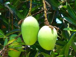 mango trees mangifera spp