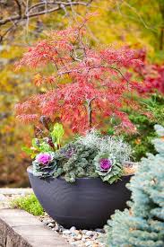 Best Trees And Shrubs To Add Fall Color