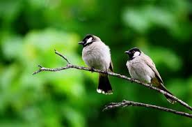 Identify any bird from image using ai technology. Best Bird Identification Apps Kaziranga Org