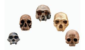 evolutionary timeline of sapiens