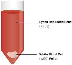 isolation of white blood cells